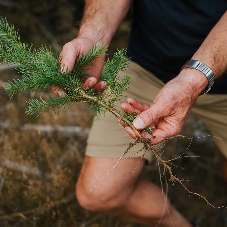 Hands holding a young native tree seedling with exposed roots, highlighting Skyline’s commitment to environmental restoration and replanting